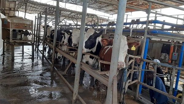 مراكز تجميع الألبان