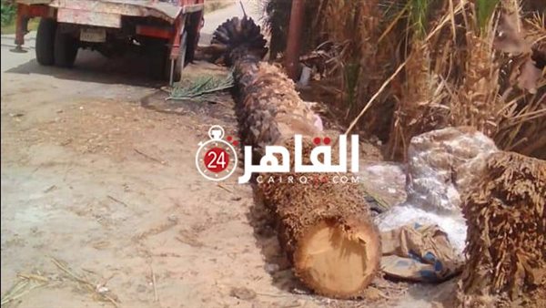 سقوط أحد الأشجار