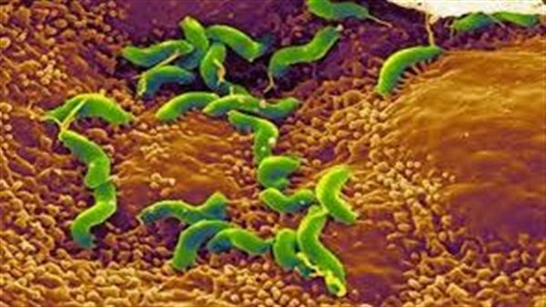 مضاعفات الميكروب