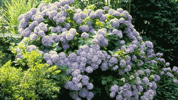 النباتات العطرية