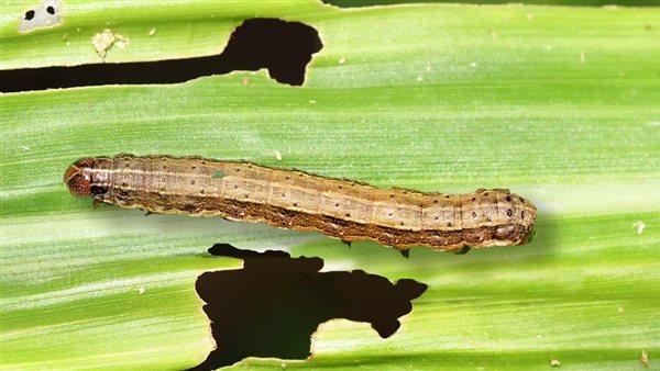 دودة الحشد الخريفية