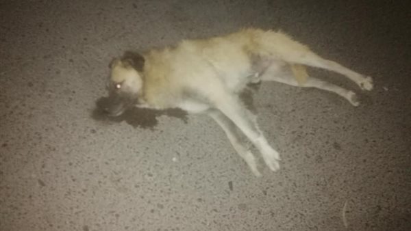 جانب من الكلاب المقتولة