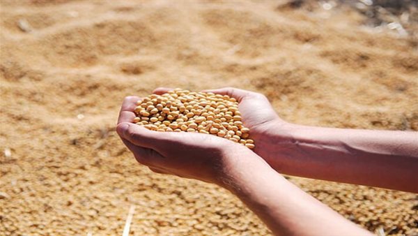 فول الصويا (أرشيفية)