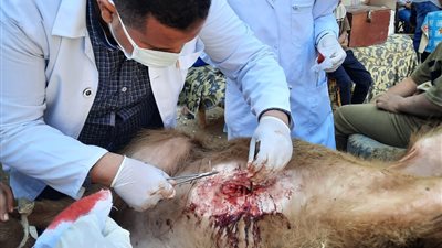 مناظرة وعلاج 530 رأس ماشية خلال قافلة بيطرية بقرية الزوايدة في قنا