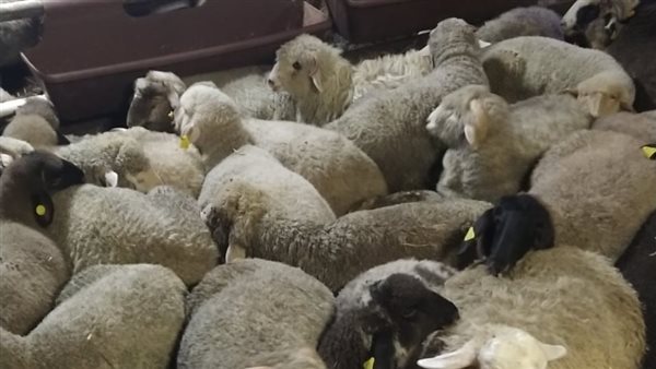 أغنام - أرشيفية