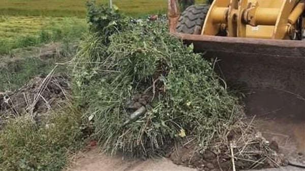 إزالة الحشائش بكفر