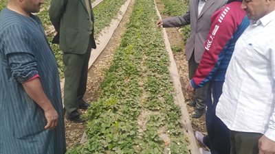 جامعة بنها تنظم قافلة زراعية بقرية الدير بطوخ