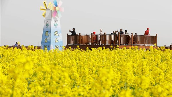 زهور فصل الربيع في