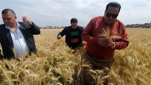 بدء موسم توريد القمح