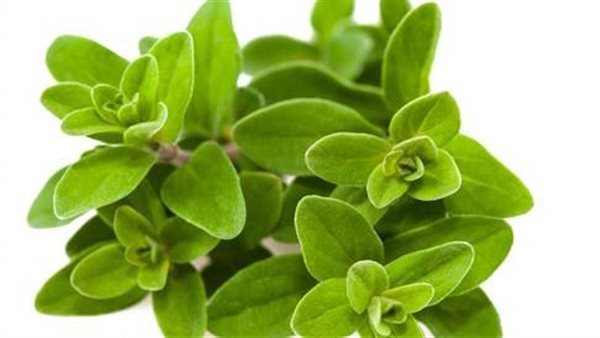 نباتات البردقوش