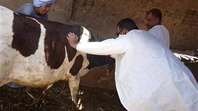 نقيب الفلاحين: الناس بيوتها خربت قبل العيد بسبب الحمى القلاعية.. أين الحكومة والنواب 