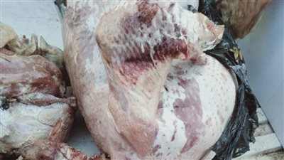 ضبط طيور مذبوحة مُصابة بالحُمى وغير صالحة للاستهلاك الآدمي بالفيوم (صورة)