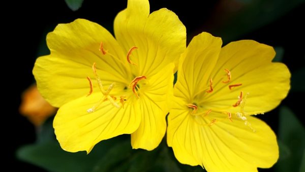 زهرة الربيع 