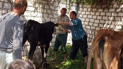 انطلاق الحملة القومية لتحصين الماشية ضد 