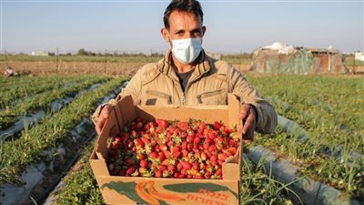 الذهب الأحمر.. موسم حصاد الفراولة في فلسطين
