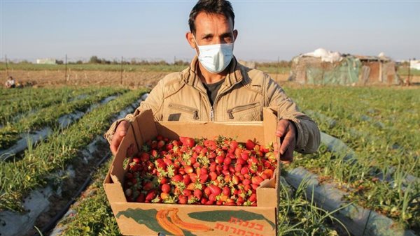 مزارع فلسطيني