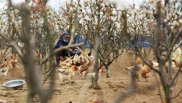 الدجاج المُربى وسط