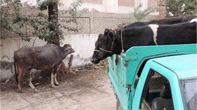 سرقة 4 رؤوس ماشية على طريق 