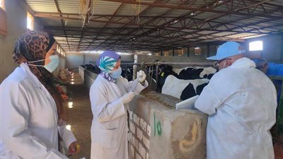 بدء الحملة القومية للتحصين ضد مرض الجلد العقدي وجدري الأغنام بالبحر الأحمر (صور)