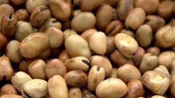 الفول الحصي 