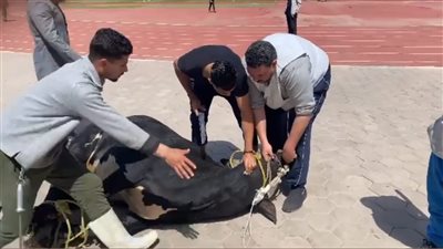 توزيع 40 عجل بلدي خلال أيام عيد الأضحى بسوهاج