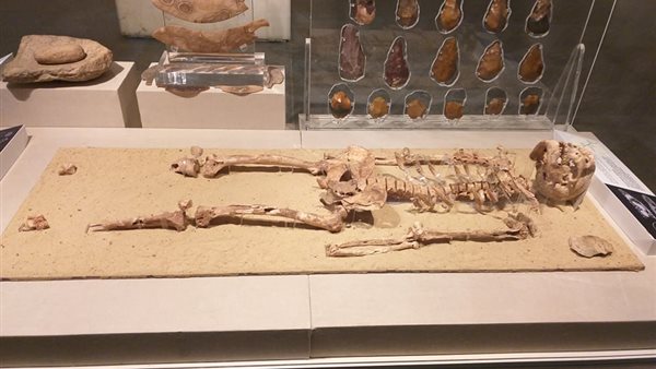 الهيكل العظمي 