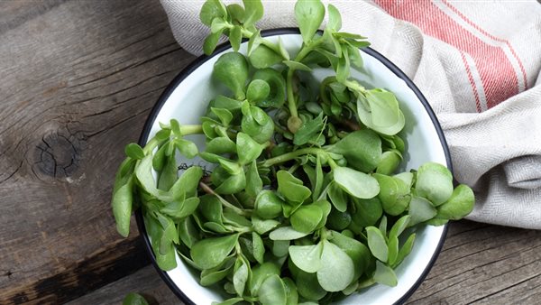  نبتة الرجلة