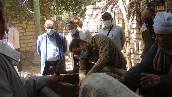 جامعة المنيا