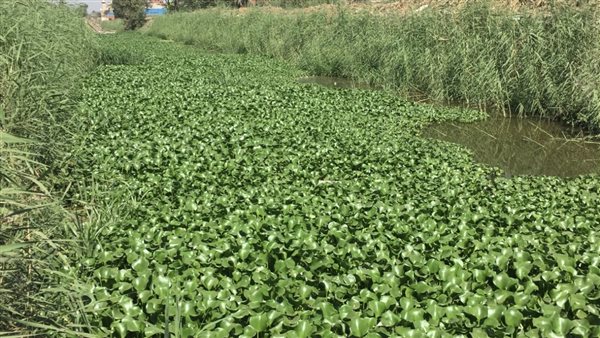 مصرف أجهور بطوخ