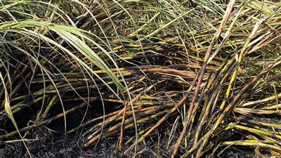 نشوب حريق جديد بزراعات القصب في الوقف بقنا