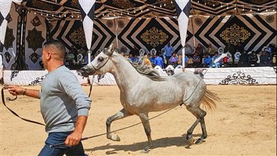 مهرجان الخيول بالشرقية يختار شخصيات العام بعد ختام مسابقات الجمال | تفاصيل