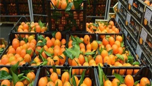 البرتقال المصري