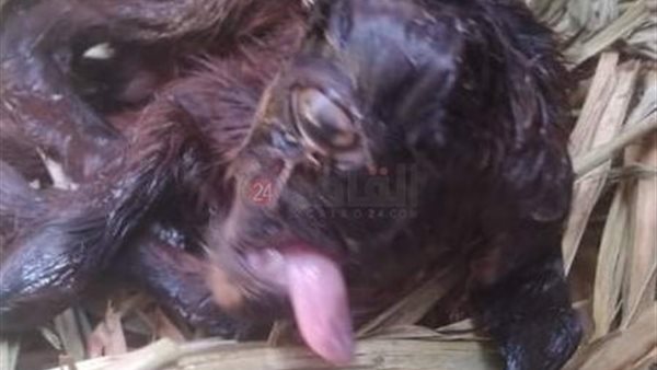 معزة بعين واحدة