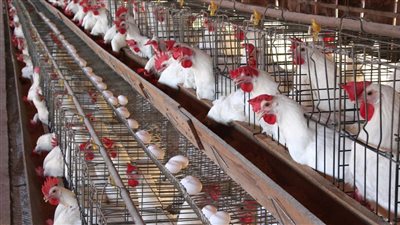 تفاصيل تشكيل لجنة الرئيس السيسي لدعم قطاع الدواجن 