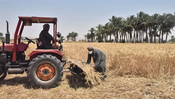 قمح - أرشيفية 