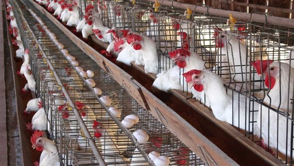 الدواجن- أرشيفية