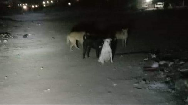 حملة للقضاء على الكلاب
