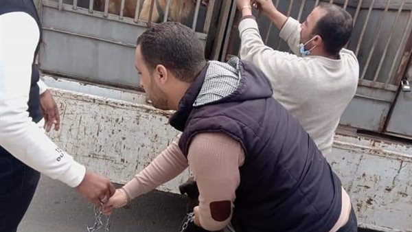 مصادرة كلاب بالإسكندرية