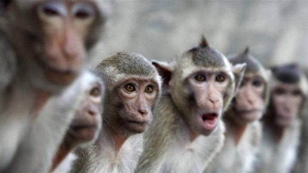 قردة-صورة أرشيفية