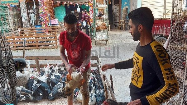 مذبحة البط ببورسعيد