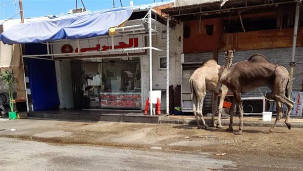 ذبح في الشارع ببورفؤاد