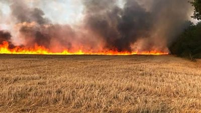 السيطرة على حريق بمزرعة قمح في الإسماعيلية