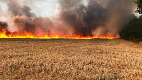 حريق قمح