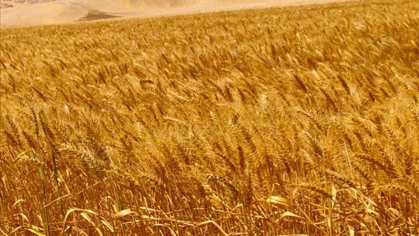 موسم حصاد القمح في