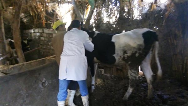 حملة الطب البيطري