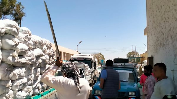 بدء توريد القمح في