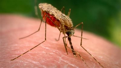 بعد رصدها لحالات ملاريا.. الصحة تكشف استعداداتها لخلو مصر من المرض | مستند