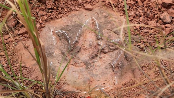  أقدام الديناصورات