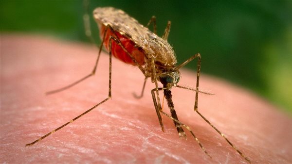 مرض الملاريا - صورة