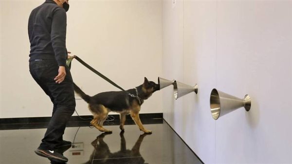 كلاب مدربة للكشف